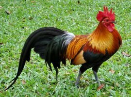 Hayvan Sesi Duyulduğunda Yapılacak Dualar